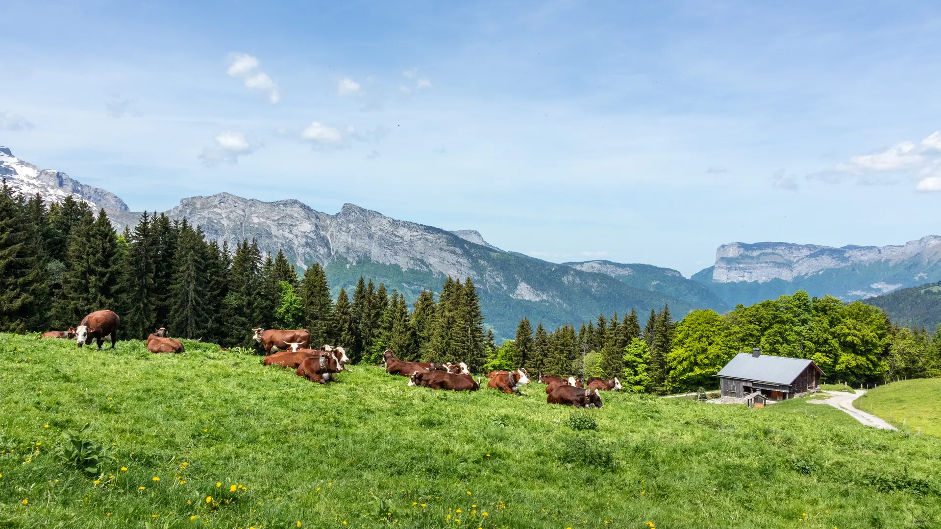 troupeau vaches