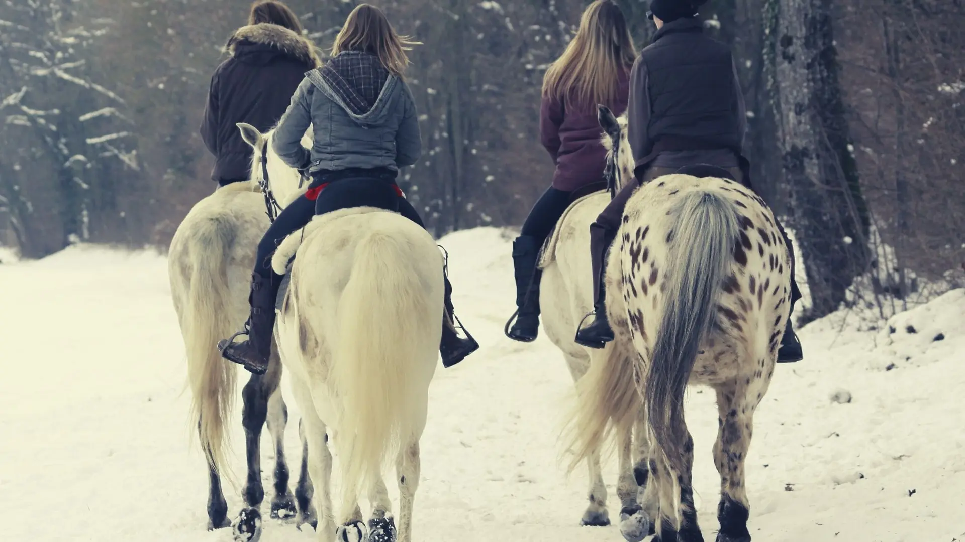4 cavalières sur 4 chevaux de dos dans une forêt enneigée