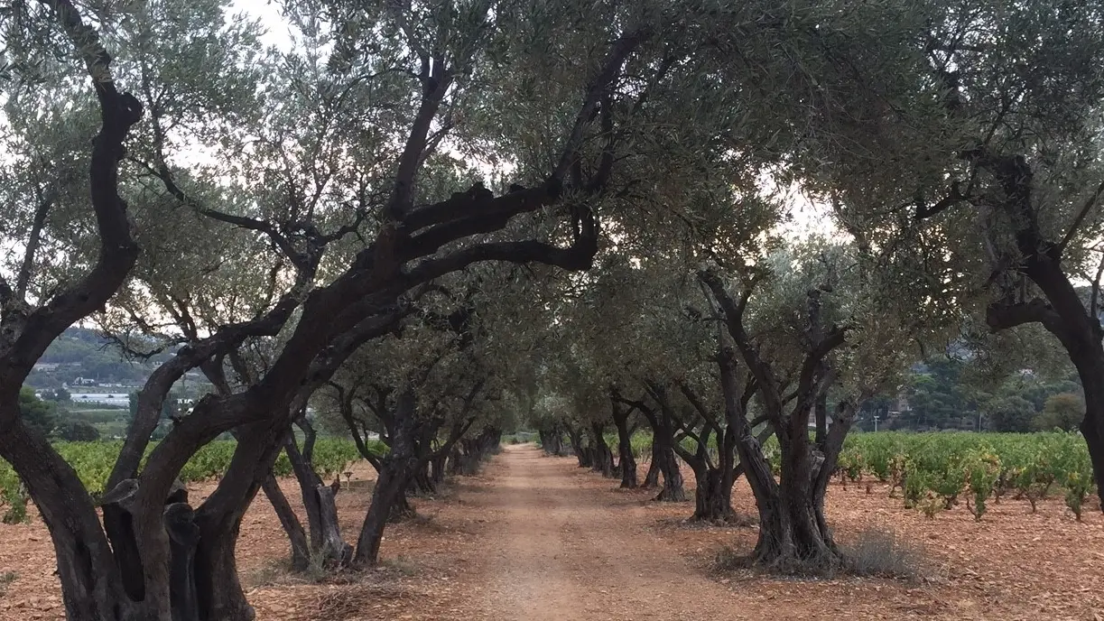 Allée d'oliviers