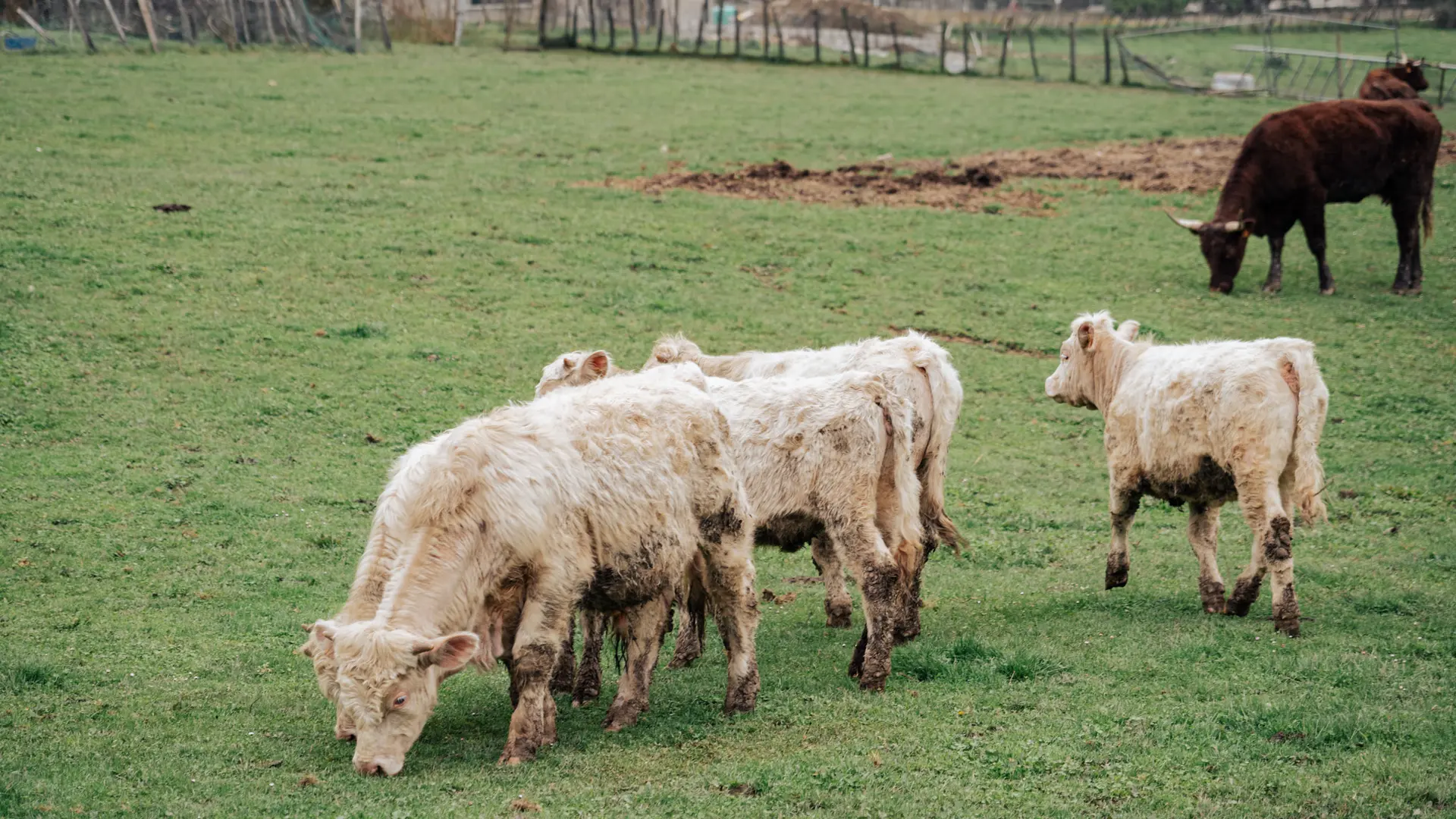Un troupeau de vaches broutent dans un pré.