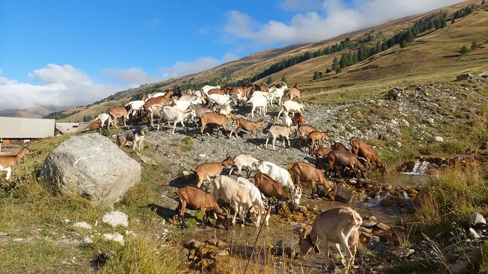 Les chèvres en alpage