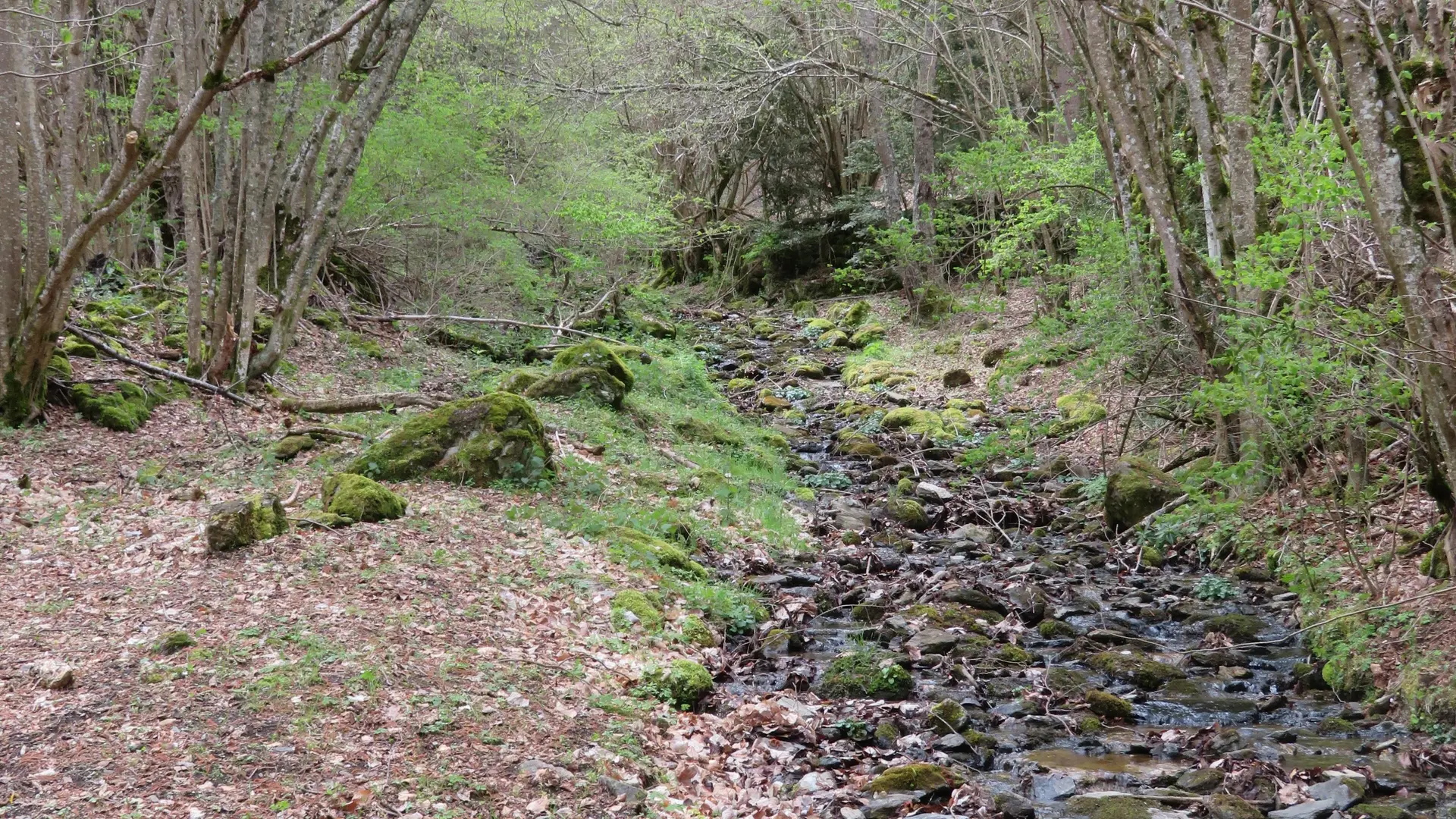 Ruisseau au bord du chemin