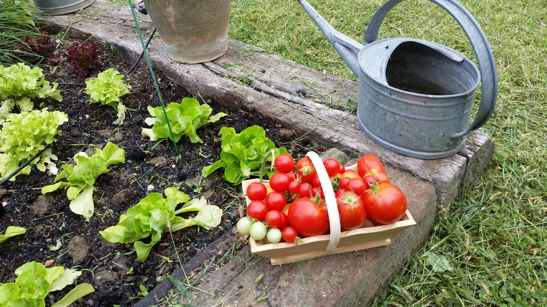 Petit jardin en culture BIO.