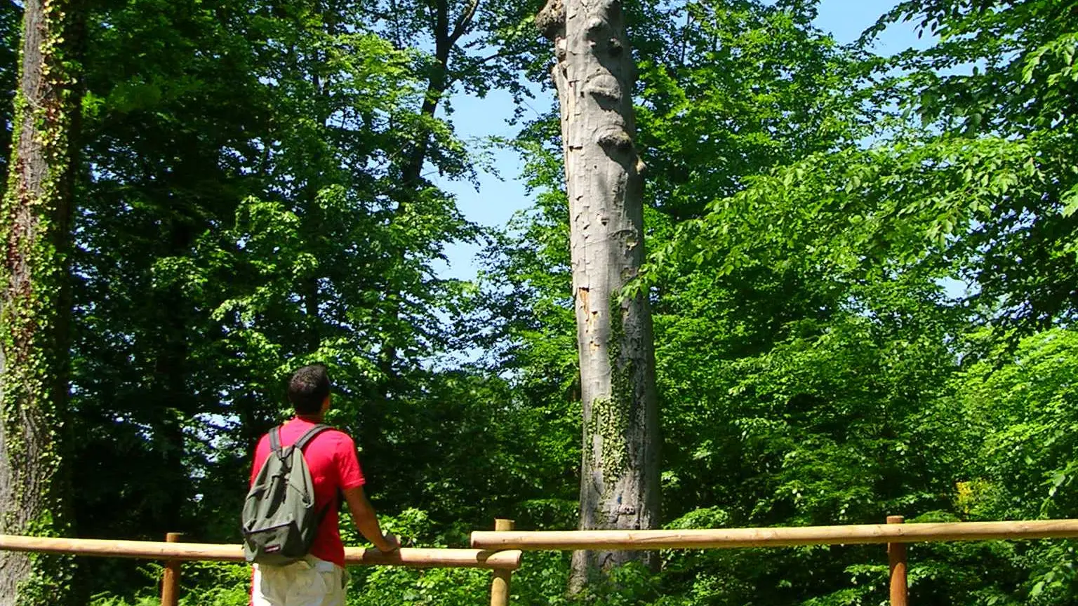 Etape 5 - Quelques arbres de la forêt