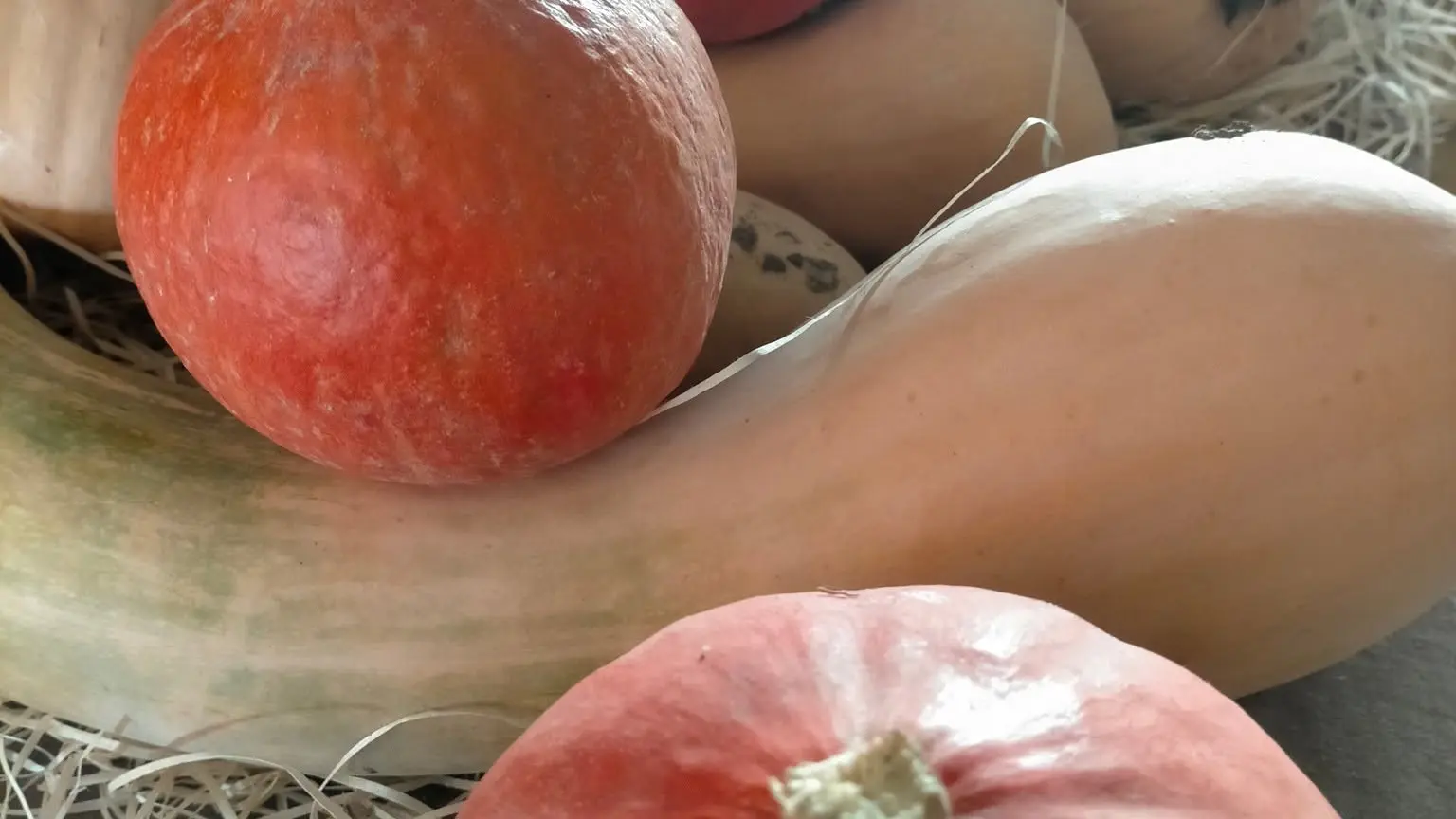 Tas de courges potimarrons et butternuts