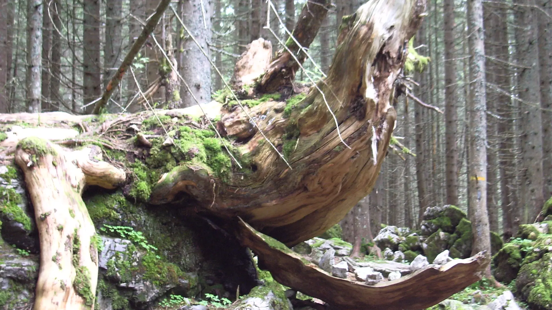 Forêt de Pététoz