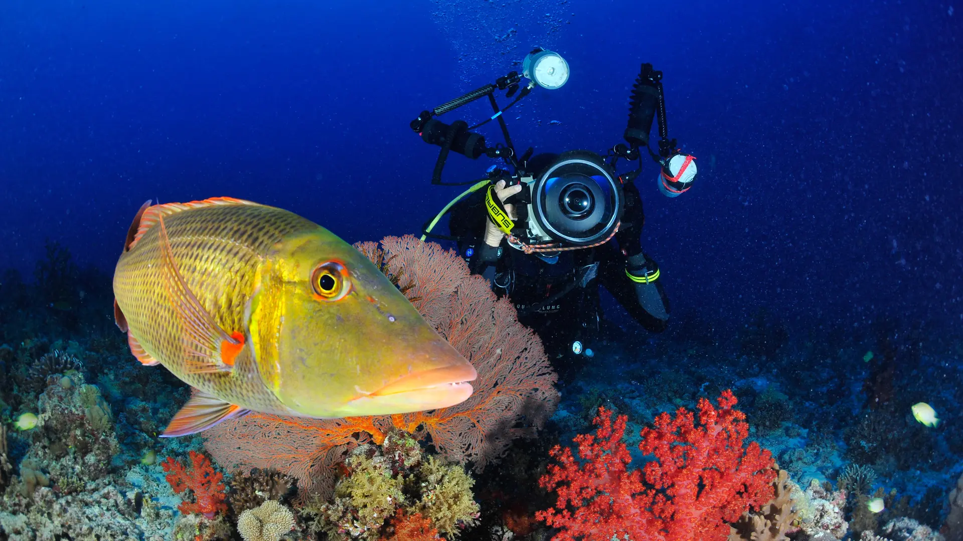 Plongée avec Odyssey Diving