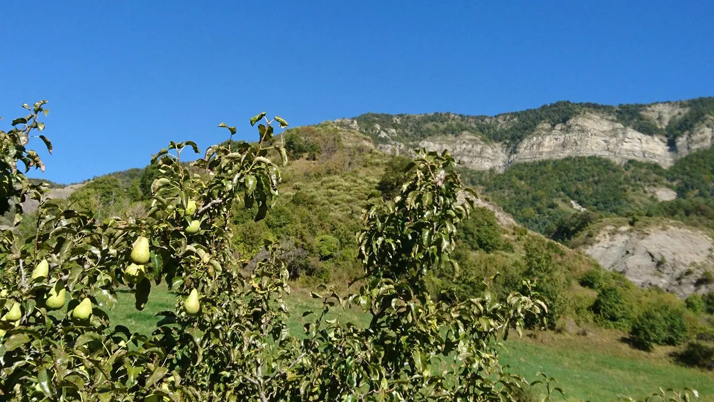 Paysage de production de la poire Sarteau