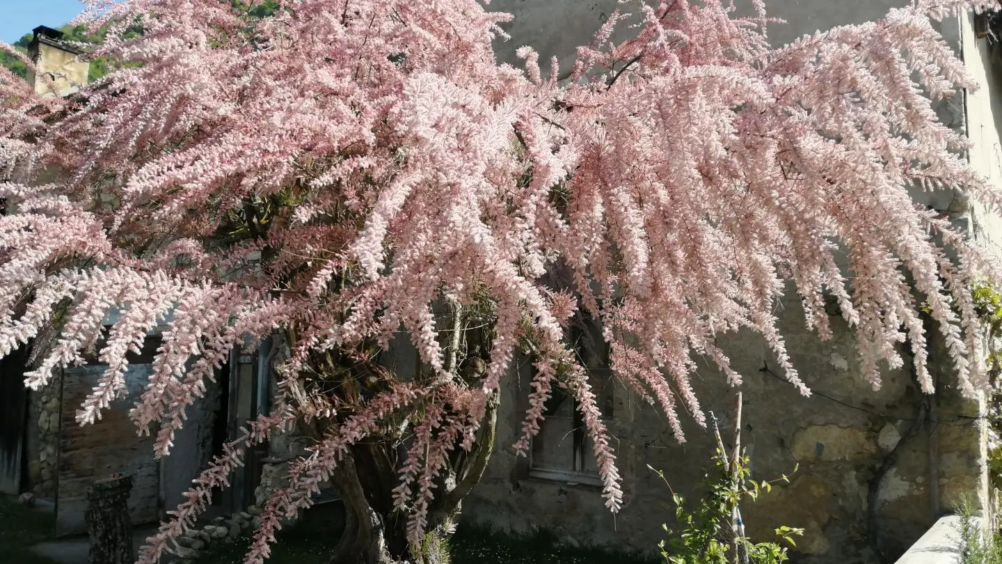 le Tamaris en fleurs
