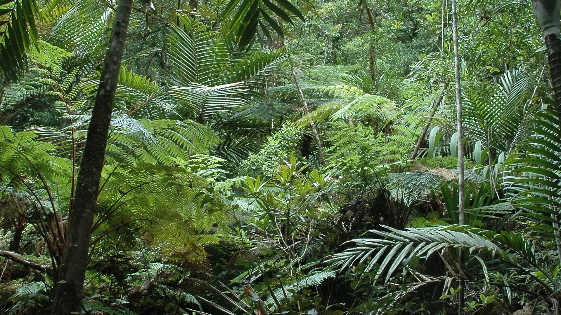 Forêt primaire