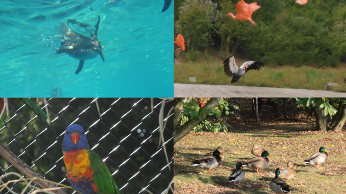 Découverte du parc des oiseaux