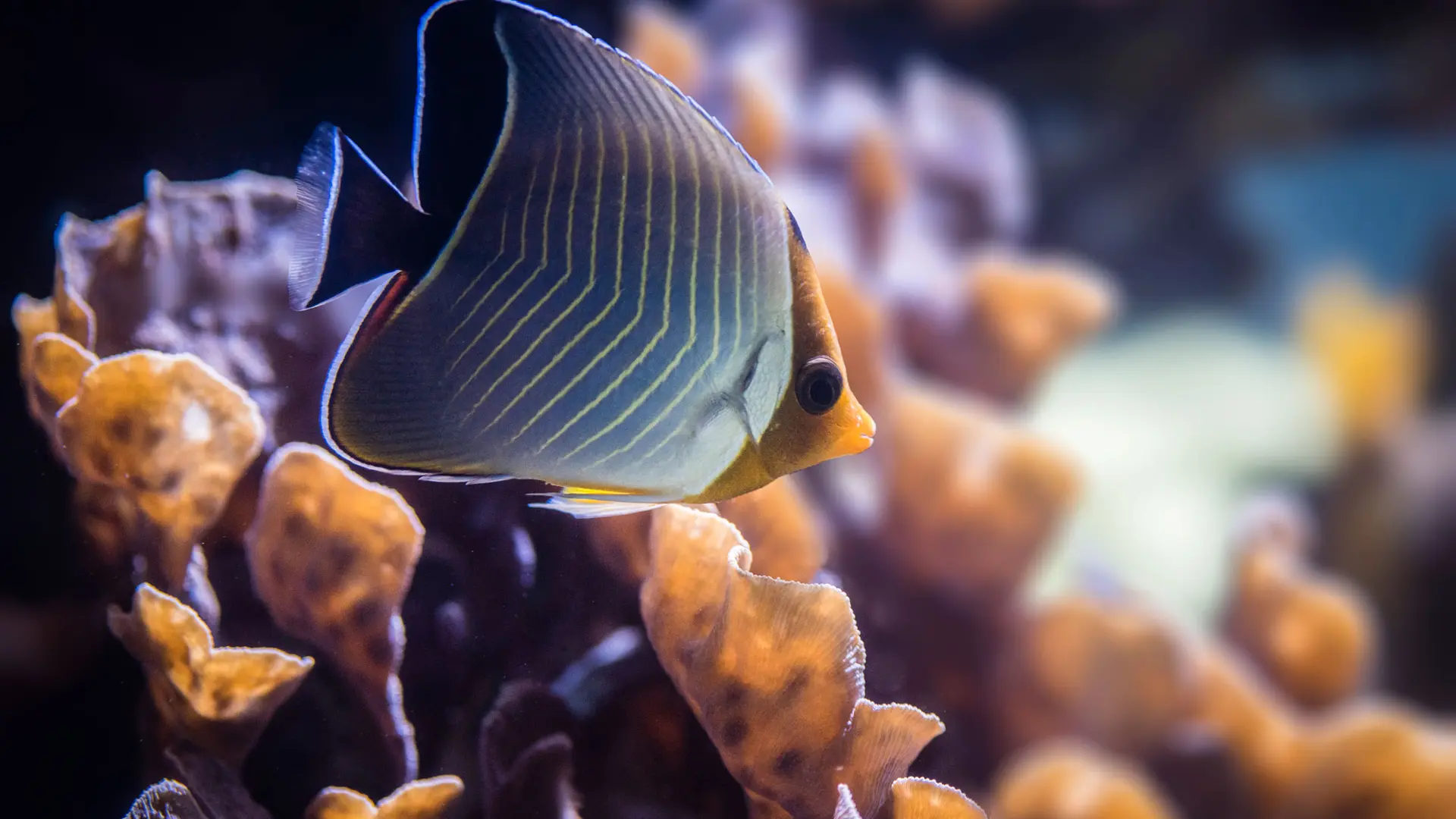 Un poisson dans l'espace Indo-Pacifique.