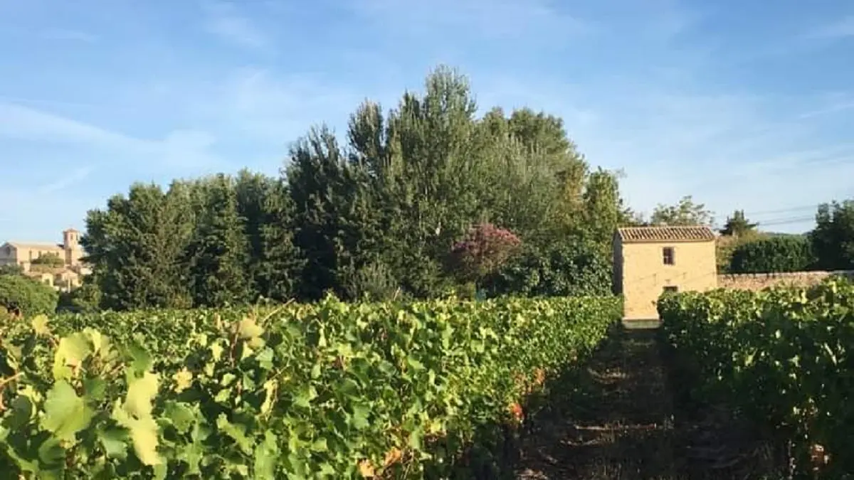 Au milieux des vignes