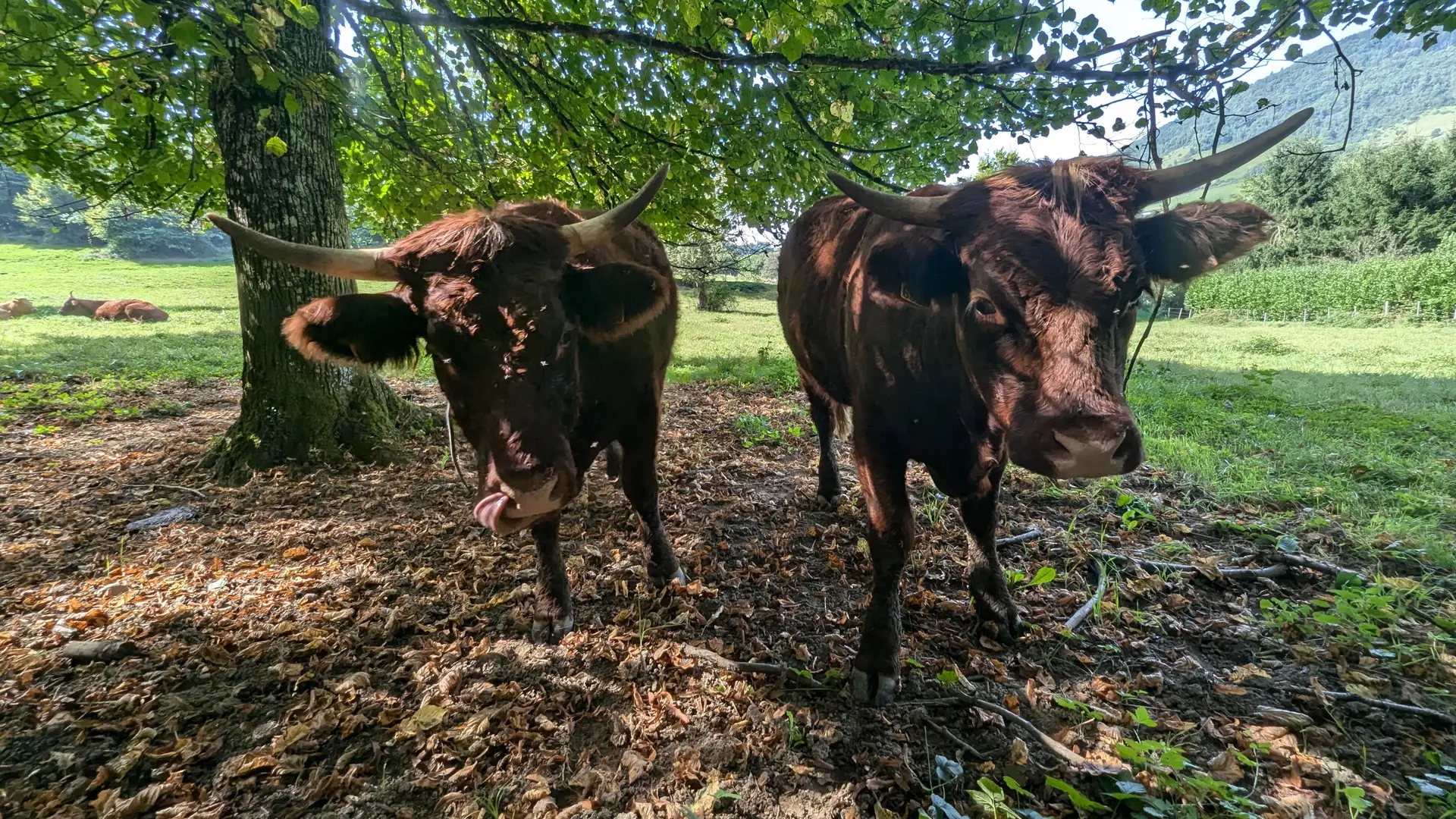 Deux vaches rousses