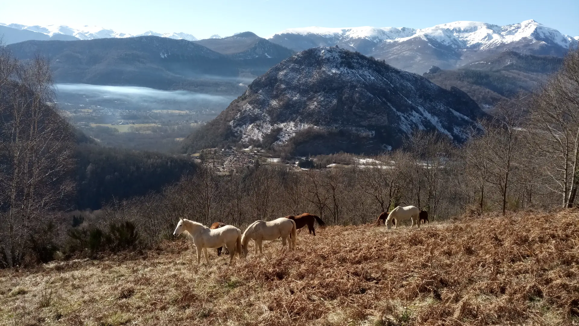 Chevaux avec vue montagne