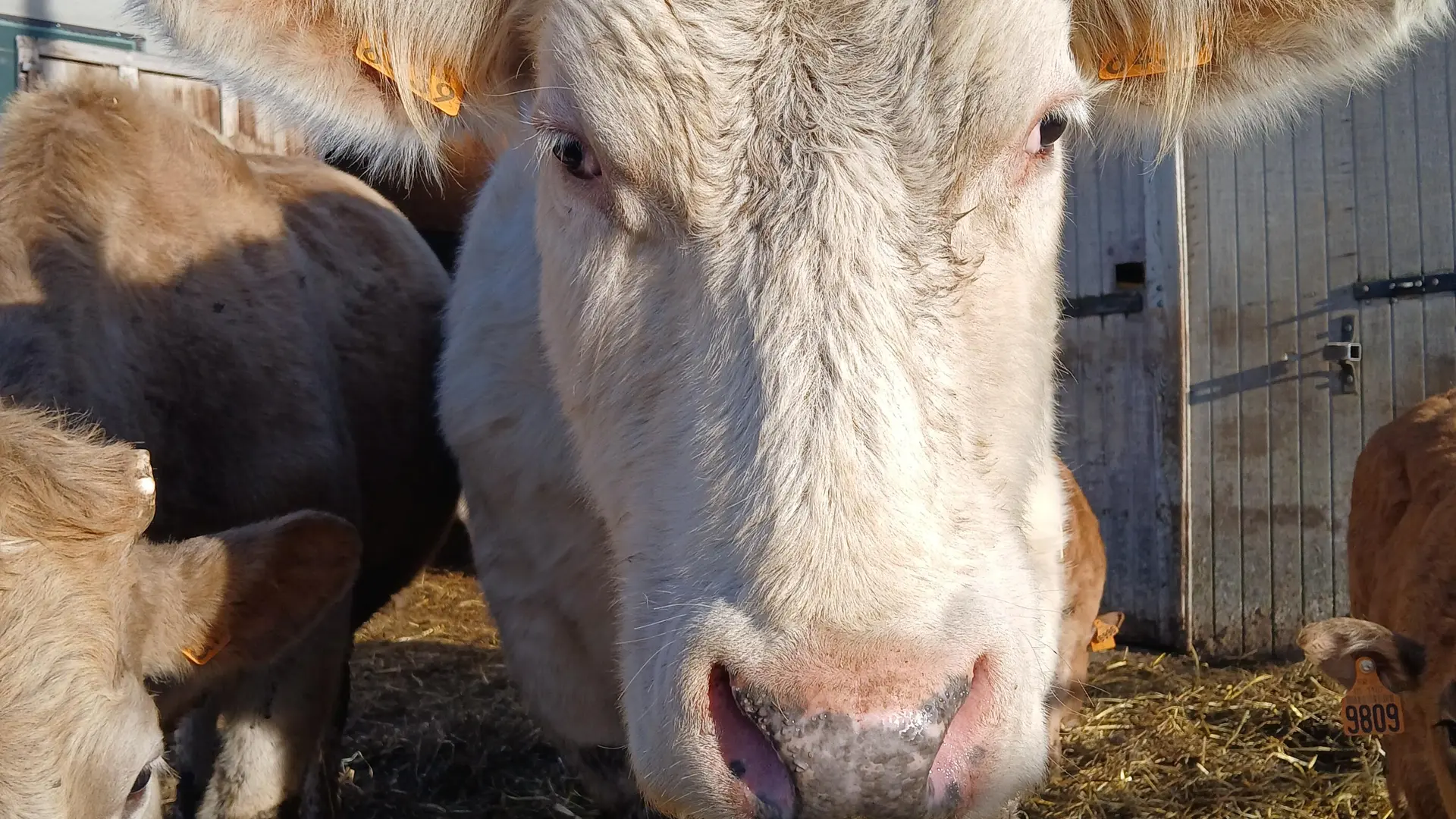 Visite du GAEC du Banc du Peyron_Saint-Bonnet-en-Champsaur