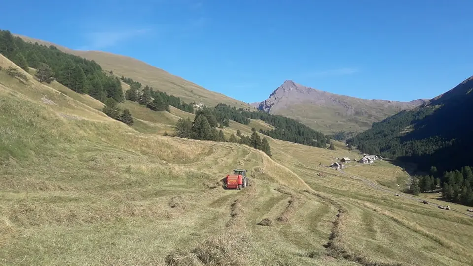 récolte du foin pour l'hiver