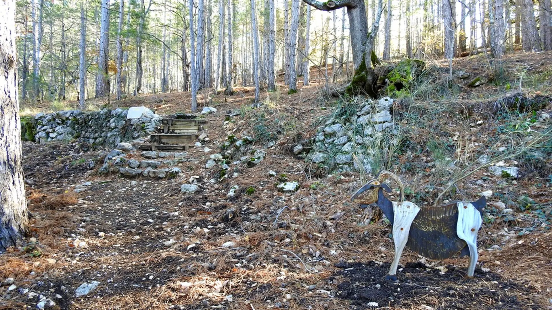 Montée dans les pins