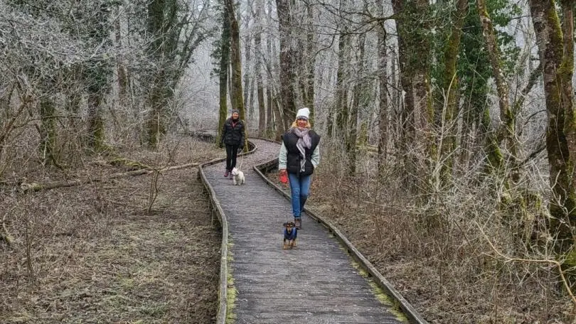 Promenade à pied depuis la maison sentier sur pilotis de la réserve naturelle du MARAIS DE LAVOURS en janvier!
Des panneaux pédagogiques et deux observatoires vous invitent à découvrir cette richesse de la nature... 
Une véritable merveille !