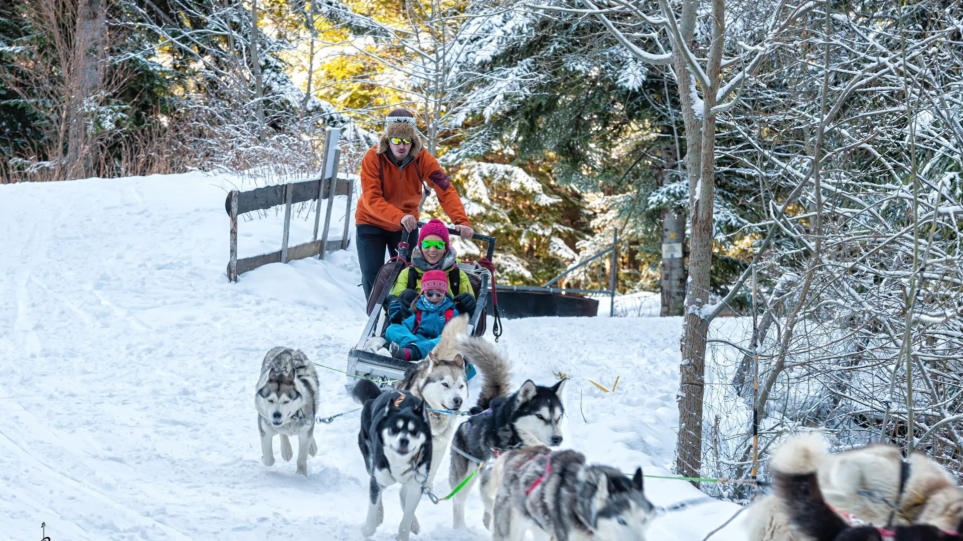 Chiens de Traineaux