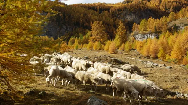 Ferme de Champ Noble_Baratier