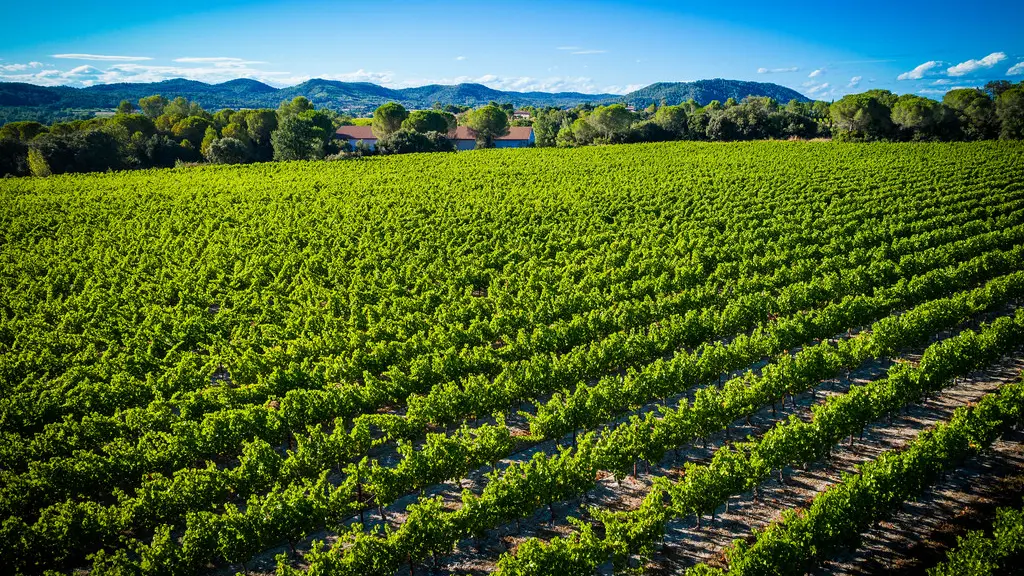 view of the vineyards