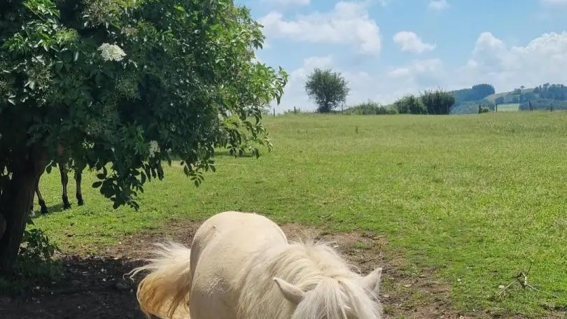 Sur place élevage de poneys de Carole.