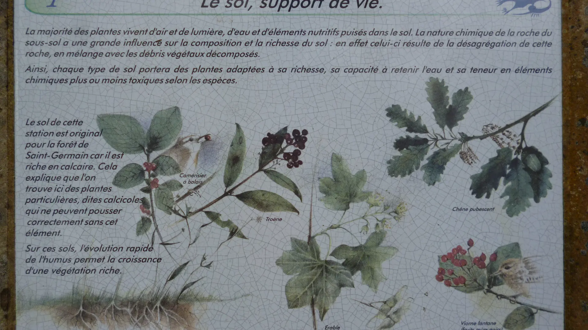 Etape 9 - La culture de la forêt