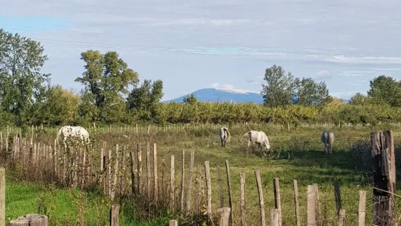 Chevaux camarguais qui paissent dans les près, au loin, le Mont Ventoux