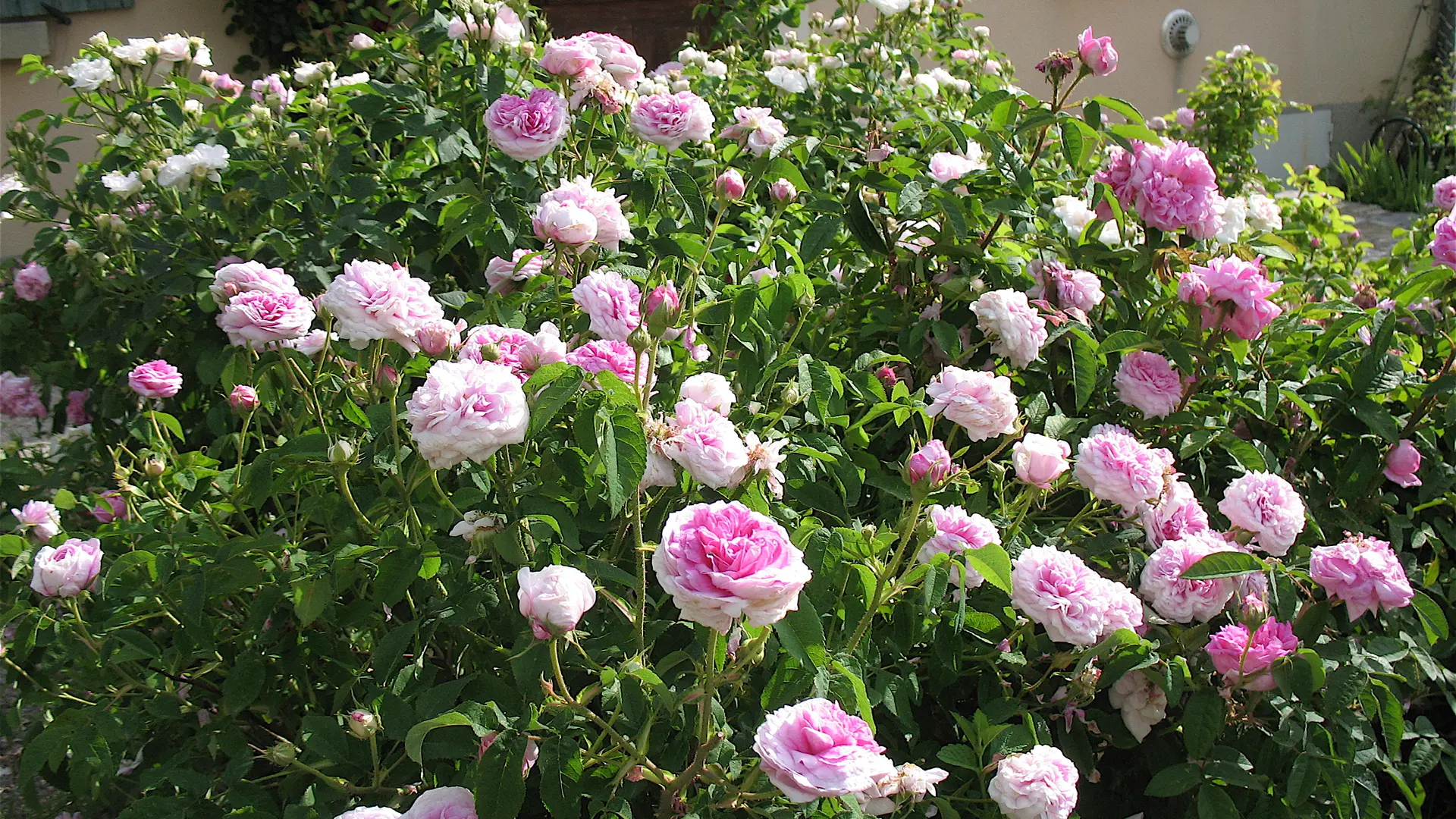 Roseraie du jardin de la Maison de la Botanique