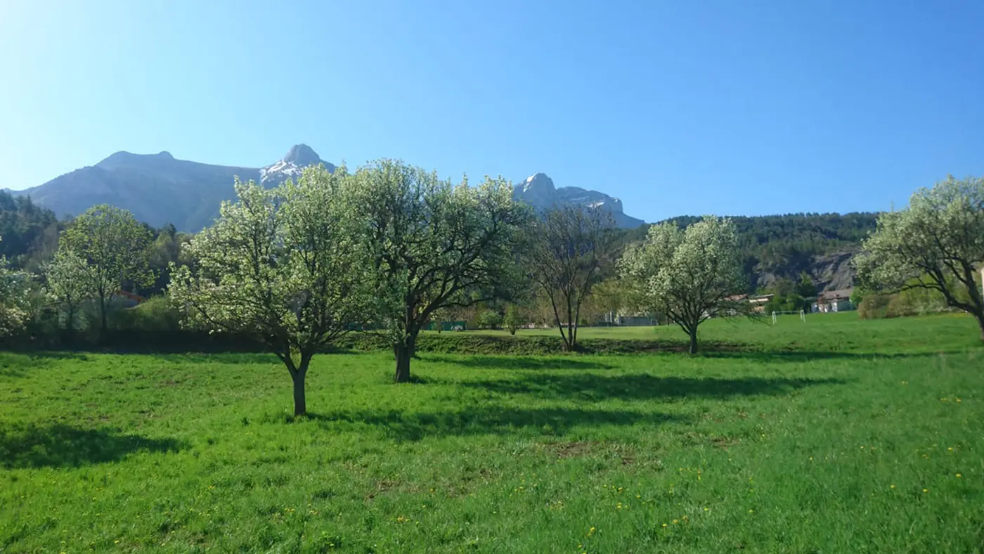 Paysage de production de la poire Sarteau