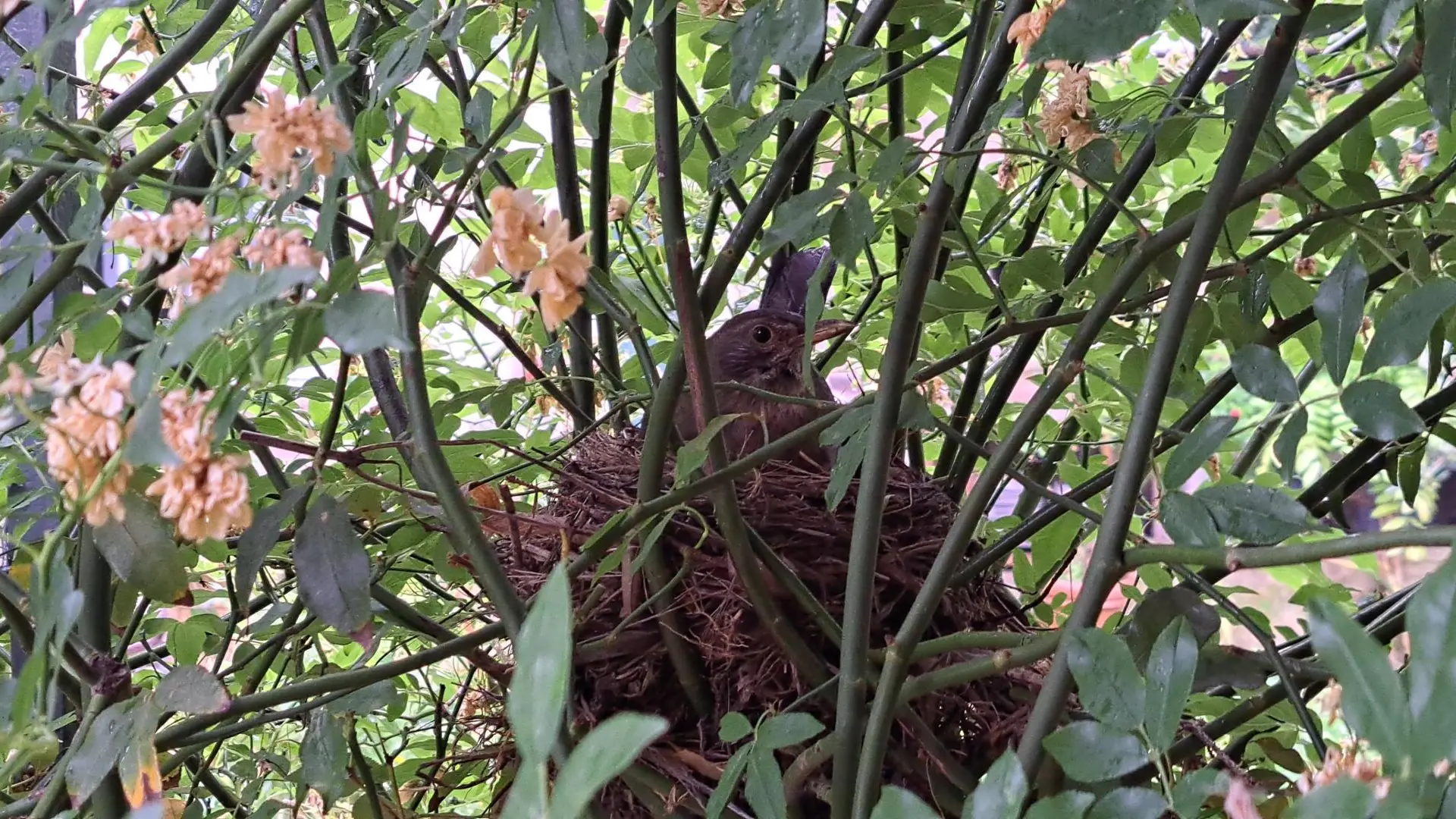 L'Aucèu dans son Oustau.