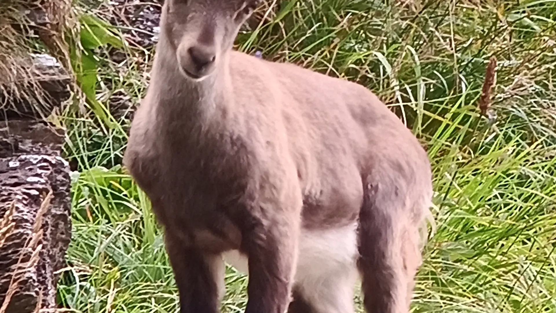Observation de la faune