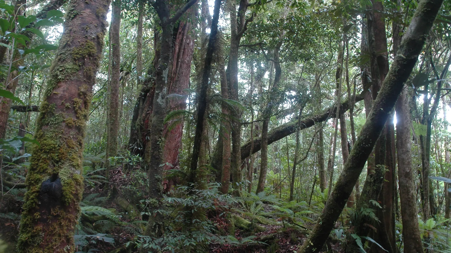 Forêt primaire
