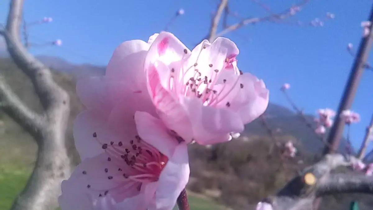 Fleurs de pêchers début de printemps