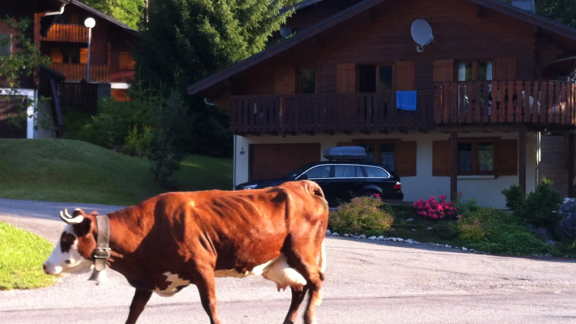 Vache qui passe devant le chalet