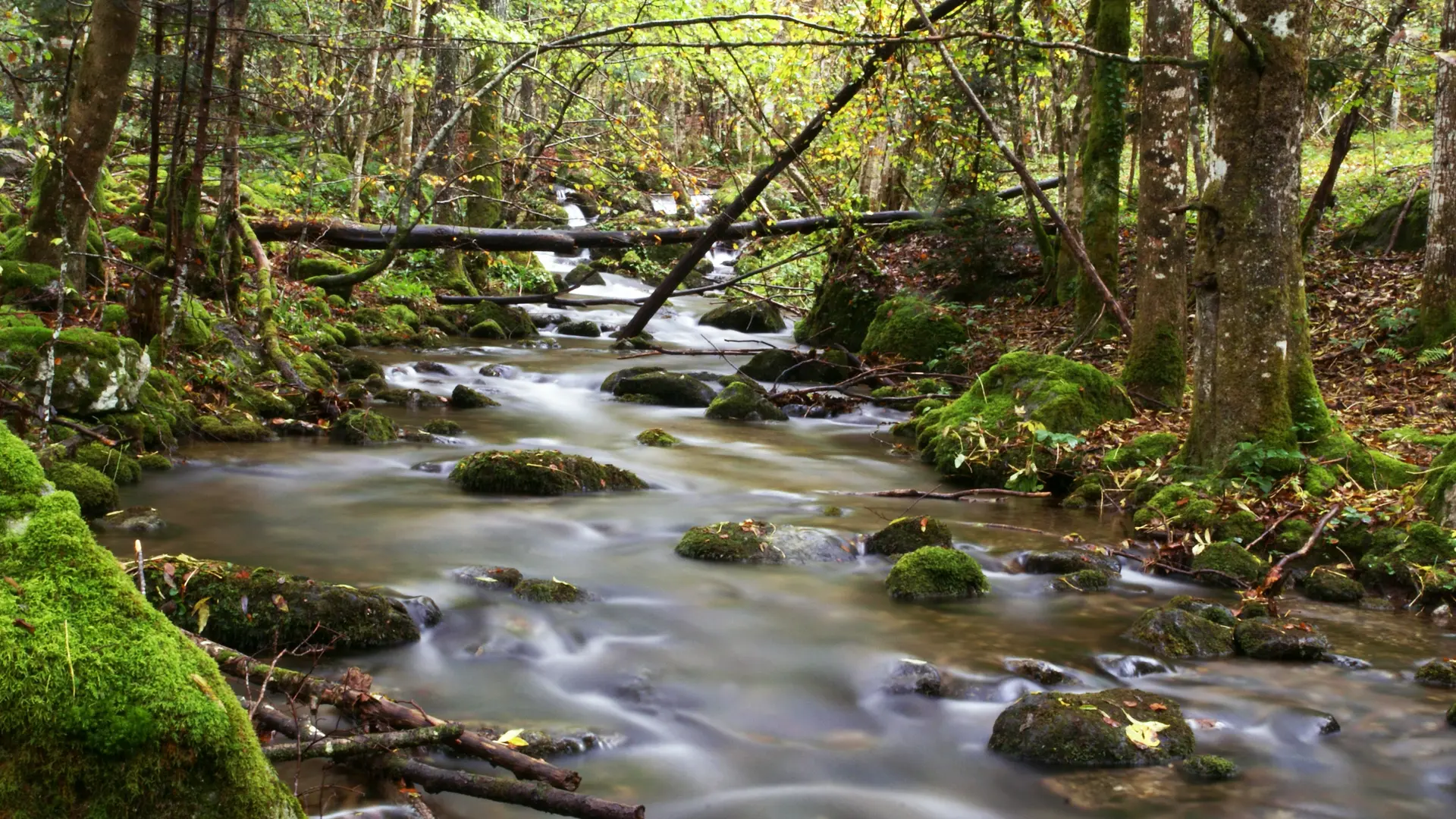 Rivière de l'Oriège - Habitat naturel remarquable