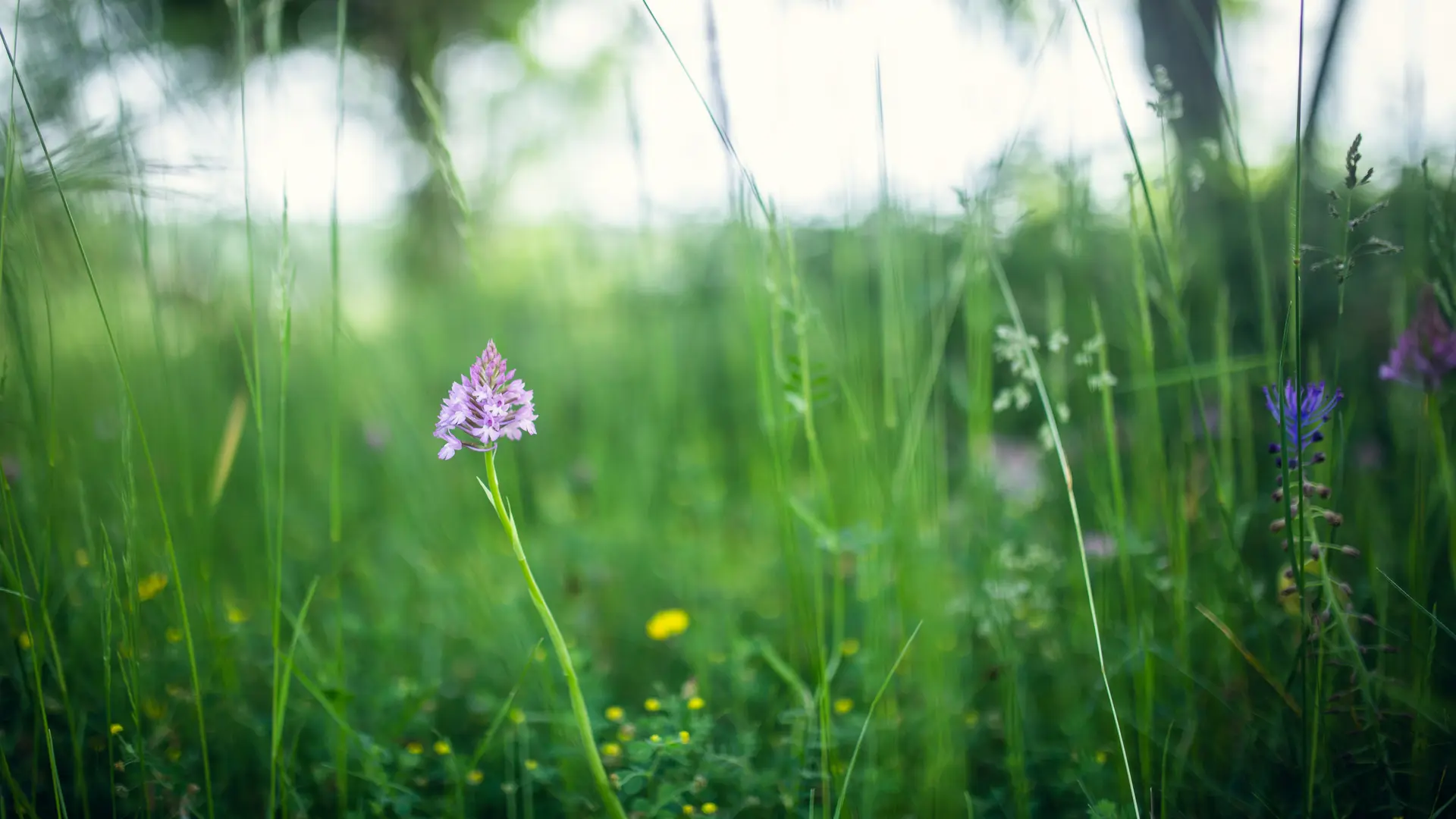 Orchis pyramidal