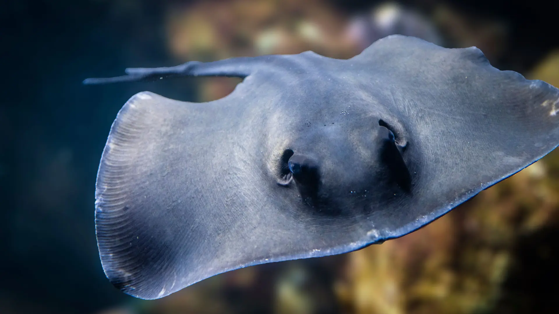 Une raie pastenague américaine.