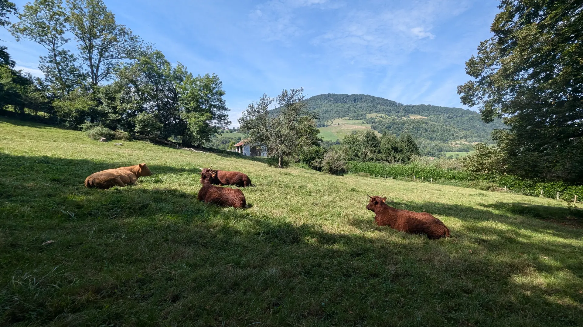 Pré avec des vaches rousses et vue sur Chamechaude