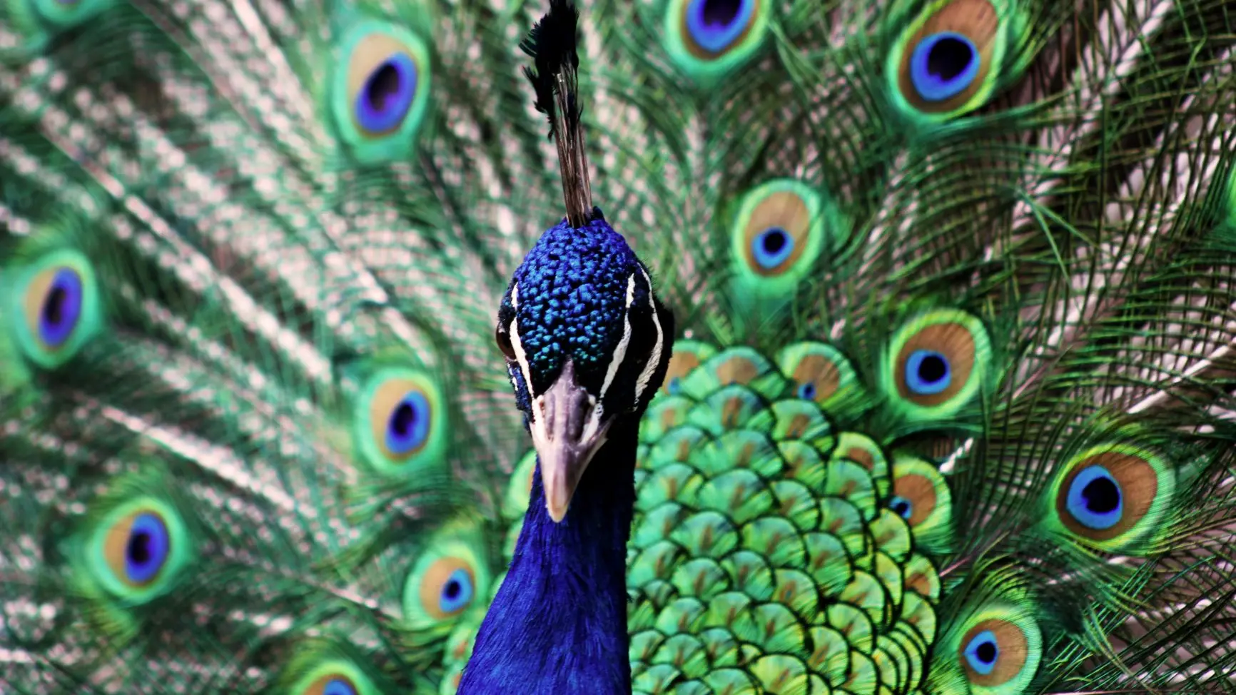 La Ferme du Col JARJAYES