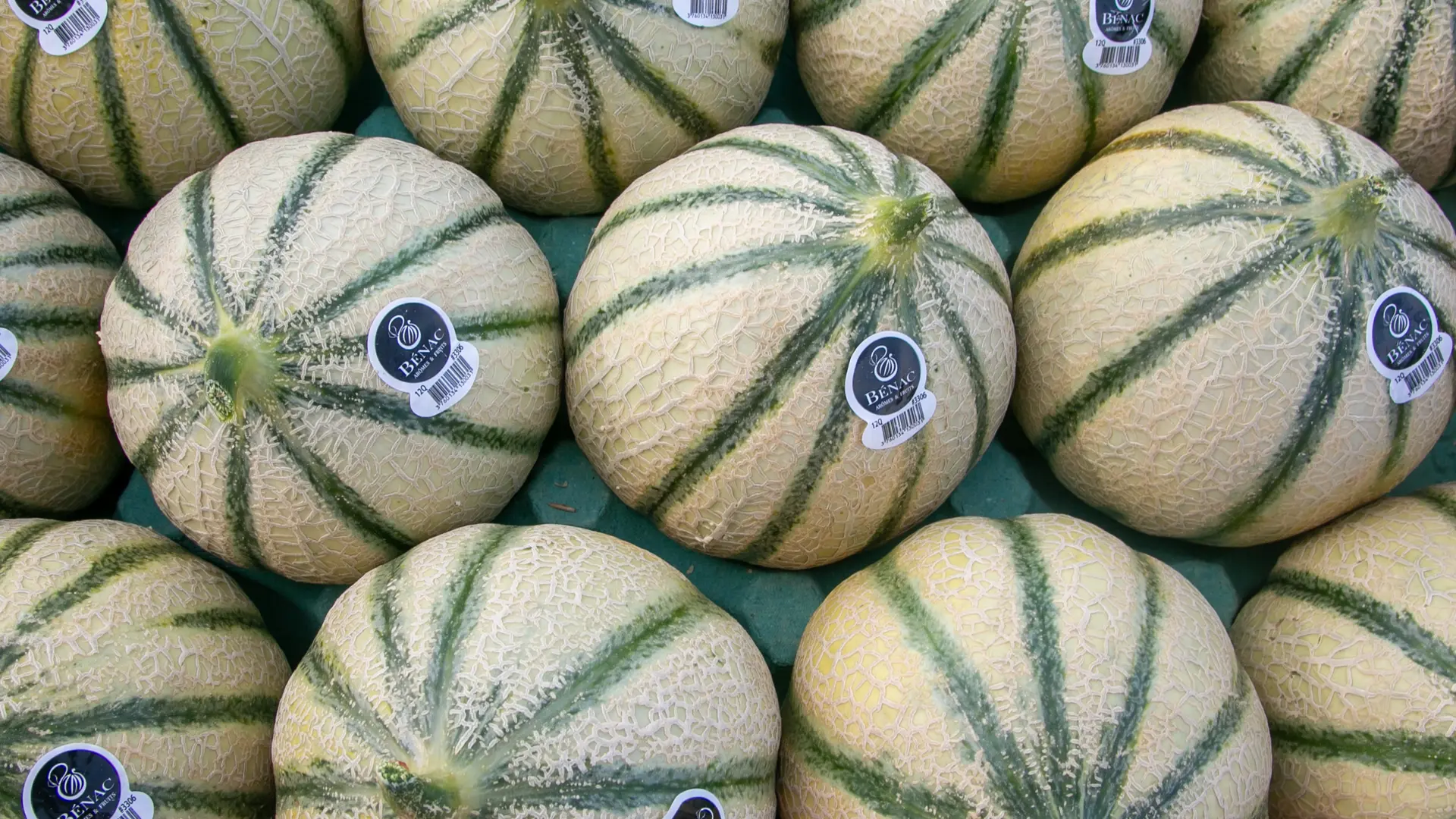 Melon le Bénac