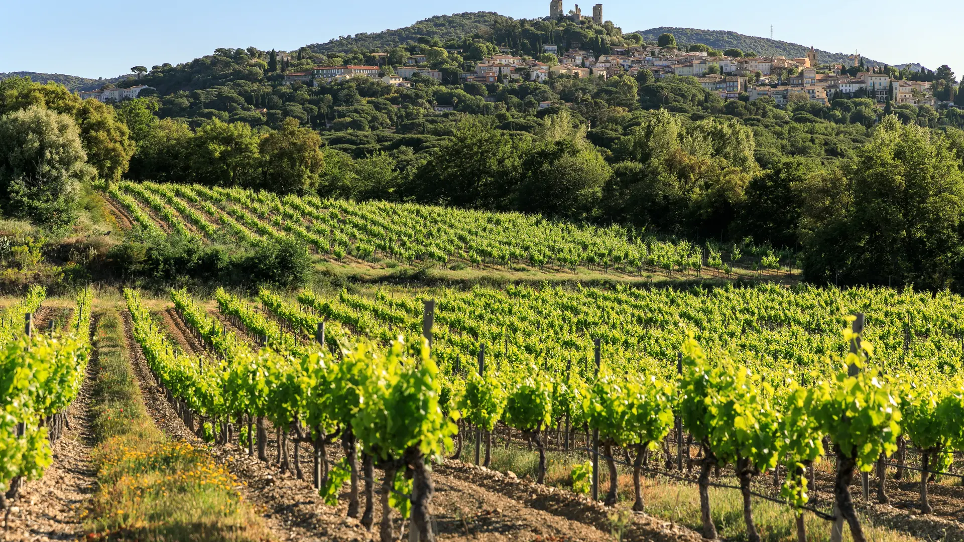 Vignobles Cogolin - Grimaud