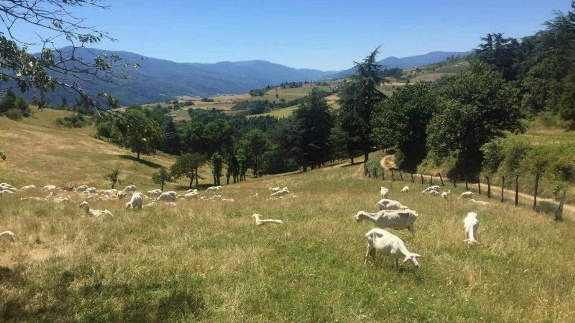 Troupeau de chèvres sur la randonnée Toissieu