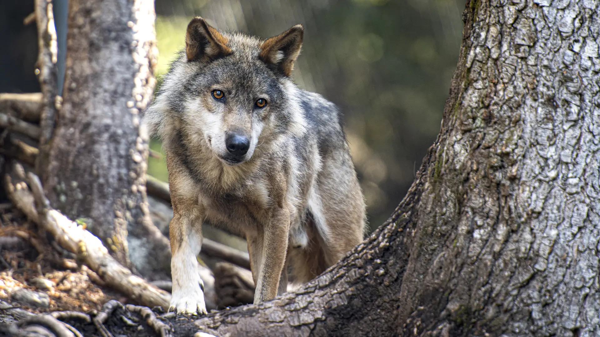 Parc Animalier Alpha