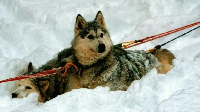 Chiens de Traineaux