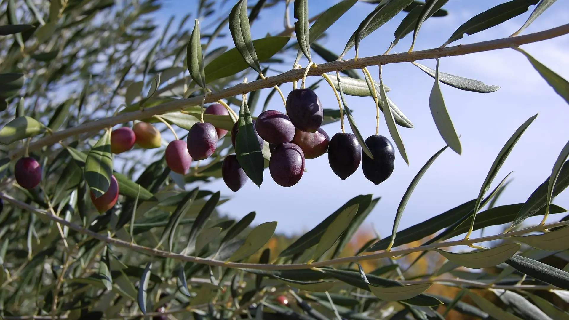 Moulin à Huile de Foncabrette