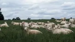 Charolais dans les prés