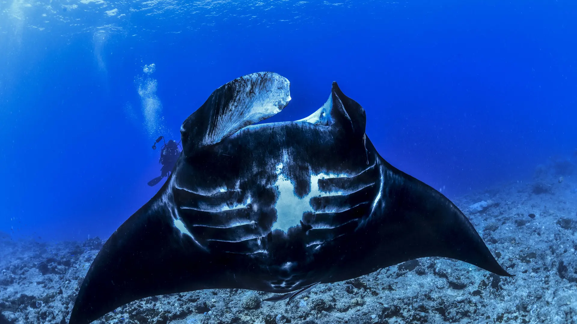 Plongée avec Odyssey Diving