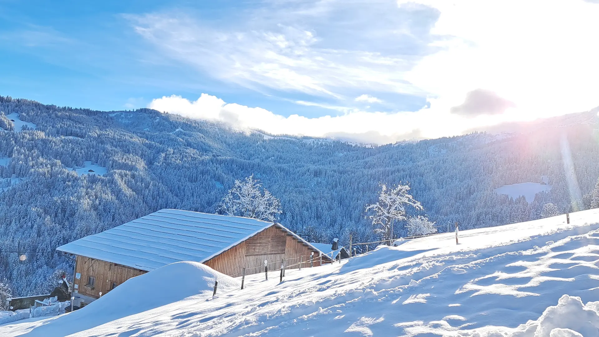 Vue sur la forêt de la Jorasse